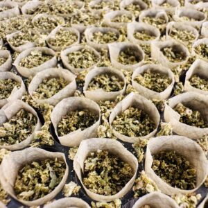 Prerolls | Medaleaf Farms
