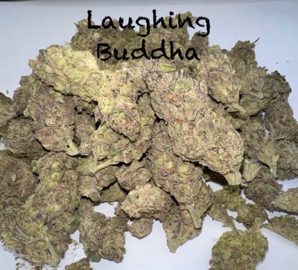 Laughing Buddha